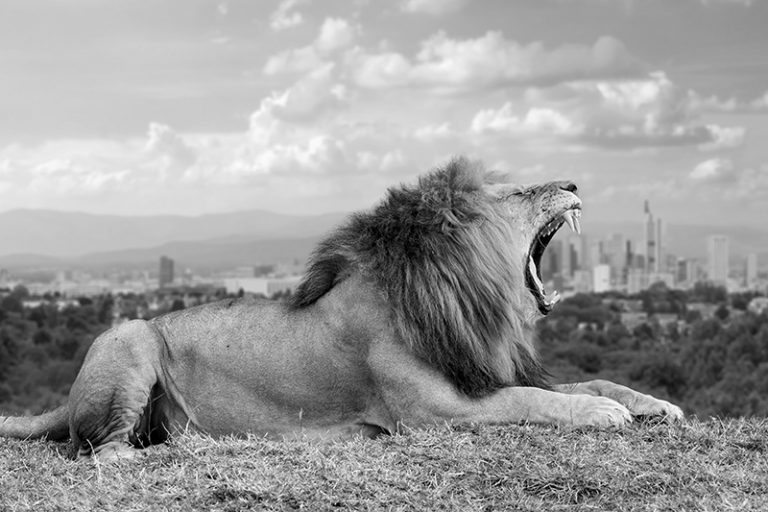 Lion roaring